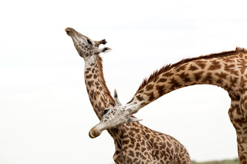 A pair of Giraffes showing courtship, Masai Mara
