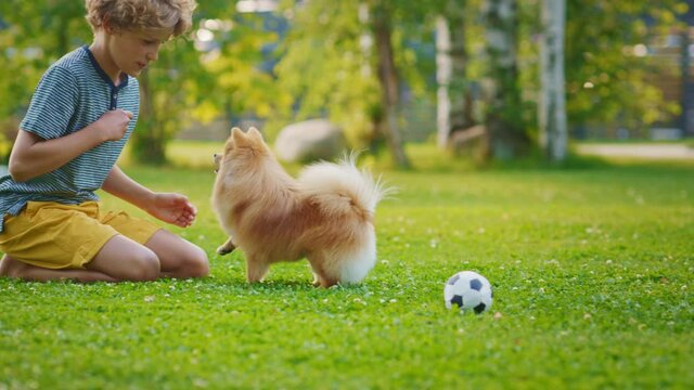 Young Boy Playing with Cute Little Pomeranian Dog In the Backyard. He Feeds Snacks and Pets His Best Friend Funny Fluffy Dog. Sunny Summer Day in Suburb House Courtyard. Following Ground View Dolly 