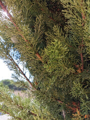 branch cupressocyparis Leylandii green background