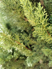 branch cupressocyparis Leylandii green background