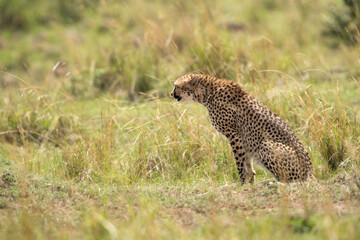 Cheetah looking towards prey,  Masai Mara