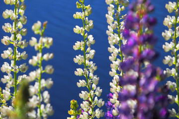 Fototapeta premium Lupine flowers close-up. Background of flowers. Nature