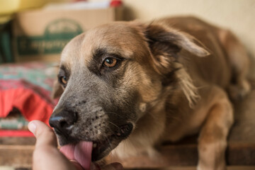 A cute brown dog on a bench licks the hand of his owner as a sign of affection or wanting attention.