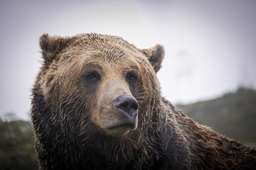 Obraz premium grizzly bear