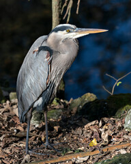 Blue Heron Stock Photos.Bleu Heron close-up profile view standing on ground by the water with a blue blur background, displaying blue feathers plumage, beak, feet, eye, in its environment and habitat.