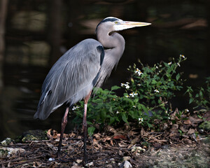 Blue Heron Stock Photos.  Close-up profile view standing on ground by the water with a blur background an foliage and flower foreground, displaying blue feathers  in its environment and habitat.