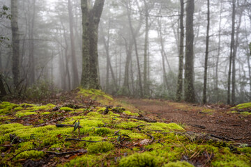 Blanket of Fog Over Mossy Carpet