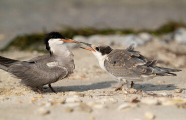 Juvenile White-cheeked Tern asking for more food at Busaiteen coast, Bahrain .