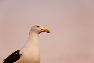 夕暮れのカモメ