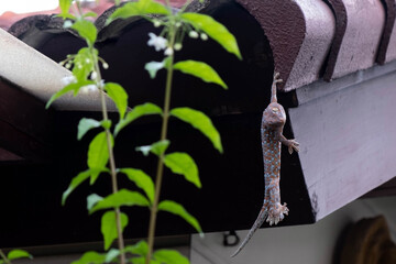 Close up and soft focus of Gecko or Tropical asian geckos hanging on the roof of the house, of beautiful skin gecko. It is one of the largest in family ‎Gekkonidae.