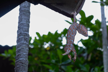 Close up and soft focus of Gecko or Tropical asian geckos hanging on the roof of the house, of beautiful skin gecko. It is one of the largest in family ‎Gekkonidae.