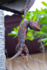 Close up and soft focus of Gecko or Tropical asian geckos hanging on the roof of the house, of beautiful skin gecko. It is one of the largest in family ‎Gekkonidae.