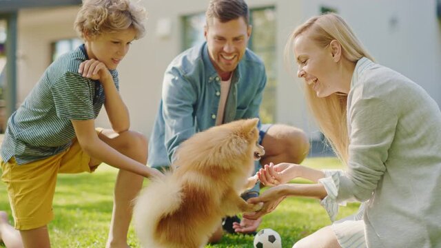Family of Four Having fun Playing with Cute Little Pomeranian Dog In the Backyard. Father, Mother, Son Pet Fluffy Smart Puppy, teach and train it Commands. Sunny Summer Day in Idyllic Suburban House