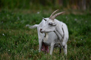 domestic goat on the green grass