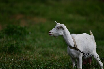 Obraz na płótnie Canvas domestic goat on the green grass