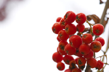 The rowan trees are full of small red berries.