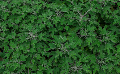 Surface view of a bush of lush green curvy leaves