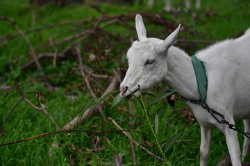 Obraz premium domestic goat on the green grass