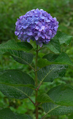 Isolated view of a lone purple-blue hydrangea covered in raindrops