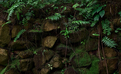 A dark weathered stone wall overgrown with a variety of small plants
