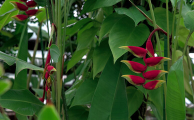 Several lobster-claw blossoms against a backdrop of tropical foliage
