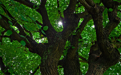 Looking up at the lush green canopy of a large tree from its base in summer
