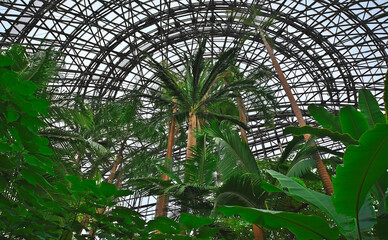 Looking up at the high dome of a greenhouse full of various tropical trees and plants