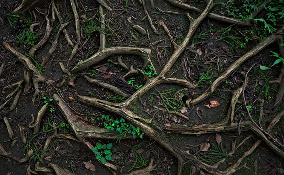 Top-down view of the surface of a forest path covered in twisting roots, dark soil, small plants, and leaf litter