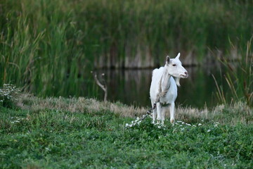 Fototapeta premium domestic goat on the green grass