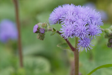 Fototapeta premium Lush bushes of purple Gauston or Mexican Ageratum
