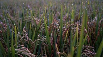 green grass in the field