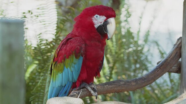 Red, yellow and blue macaw close-up. Colorful parrot with striking plumage. Exotic bird found on evergreen forests. 