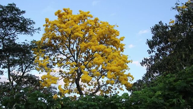 Bloom detail yellow ipe with blue sky