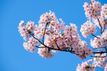 桜　Cherrry Blossoms 
