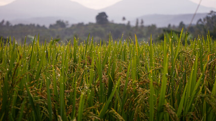 Obraz premium rice paddy field