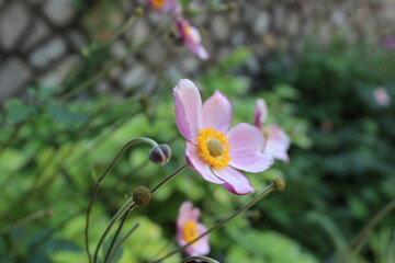 Fototapeta premium Pink flower with buds in garden Maymont Park, Richmond, Virginia