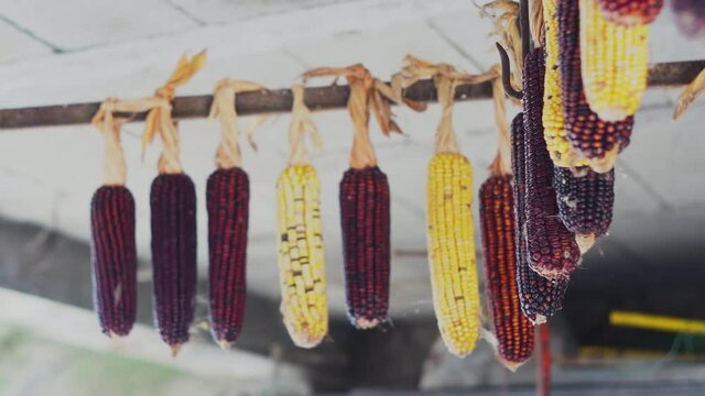 yellow and red corn hung from the ceiling. Blur from corn in the foreground to corn in the background. Colorful corn with blur background