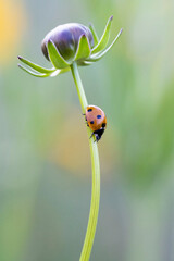 ladybug on a flower macro