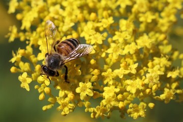 Yellow Tiny Flowers with Honey Bee