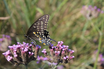 Swallowtail butterfly on flowers with pollen on its wings Maymont Park, Richmond, Virginia