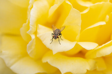 bug on a flower macro