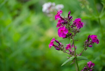 Flowers purple Phlox (Phlox paniculata), bright summer mood. summer scents. selective focus