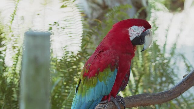 Red, yellow and blue macaw close-up. Colorful parrot with striking plumage. Exotic bird found on evergreen forests. 
