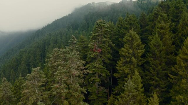 Forest covered with lush pine trees close-up aerial image 4k