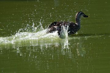 duck in water