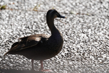 silhouette of duck