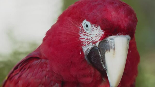 Red, yellow and blue macaw close-up. Colorful parrot with striking plumage. Exotic bird found on evergreen forests. 