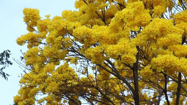 Bloom detail yellow ipe with blue sky