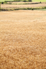 小麦畑	
