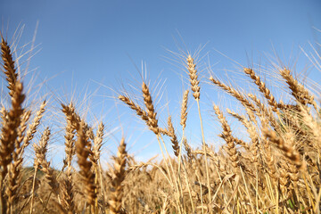 Fototapeta premium 小麦